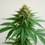 Sativa vs Indica: A Practical Cannabis Shopping Guide