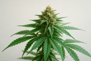 Close-up of a cannabis plant with dense buds and green leaves against a plain background